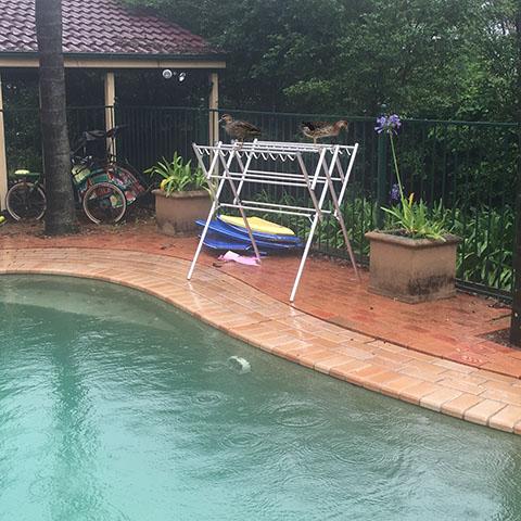 Even the ducks prefer the Hanging Stuff clothes airer Even the ducks prefer the Hanging Stuff clothes airer